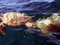 Loggerhead Sea Turtle