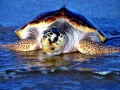 Loggerhead Sea Turtle