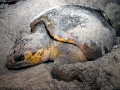 Loggerhead Sea Turtle