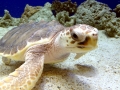 Loggerhead Sea Turtle