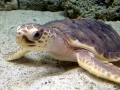 Loggerhead Sea Turtle