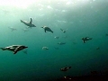 Loggerhead Sea Turtle