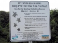 Loggerhead Sea Turtle