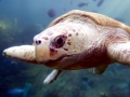 Loggerhead Sea Turtle
