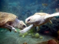 Loggerhead Sea Turtle
