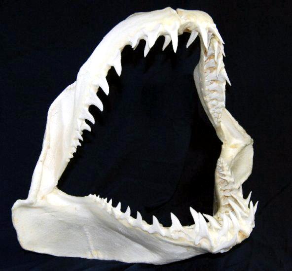 Longfin Mako Shark – 