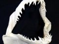 Longfin Mako Shark