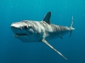 Longfin Mako Shark