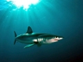 Longfin Mako Shark