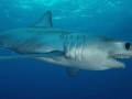 Longfin Mako Shark