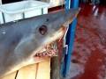 Longfin Mako Shark
