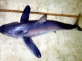 Longfin Mako Shark