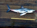 Longfin Mako Shark