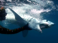 Longfin Mako Shark