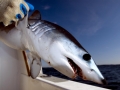 Longfin Mako Shark
