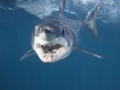 Longfin Mako Shark