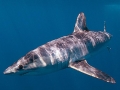 Longfin Mako Shark