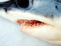 Longfin Mako Shark