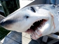 Longfin Mako Shark