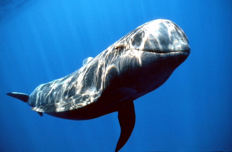 Long-finned Pilot Whale
