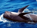 Long-finned Pilot Whale