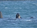 Long-finned Pilot Whale