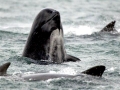 Long-finned Pilot Whale
