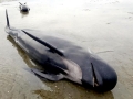 Long-finned Pilot Whale