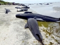 Long-finned Pilot Whale