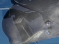 Long-finned Pilot Whale