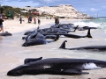 Long-finned Pilot Whale