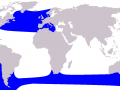 Long-finned Pilot Whale