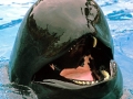 Long-finned Pilot Whale