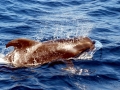 Long-finned Pilot Whale