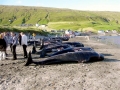 Long-finned Pilot Whale