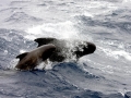 Long-finned Pilot Whale