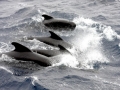 Long-finned Pilot Whale