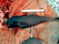Long-finned Pilot Whale