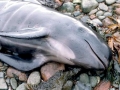 Long-finned Pilot Whale