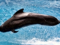 Long-finned Pilot Whale