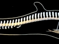 Long-finned Pilot Whale