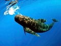 Long-finned Pilot Whale