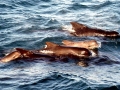 Long-finned Pilot Whale
