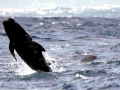 Long-finned Pilot Whale