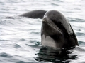 Long-finned Pilot Whale