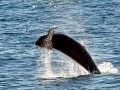 Long-finned Pilot Whale
