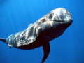 Long-finned Pilot Whale