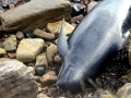 Long-finned Pilot Whale