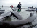 Long-finned Pilot Whale