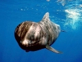 Long-finned Pilot Whale